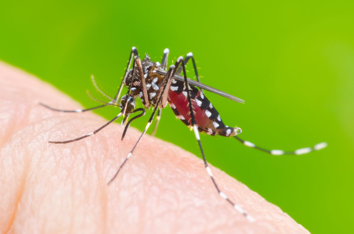 Aedes Insecte Néokiz